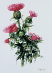 Schottische Distel